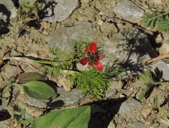 Adonis annua