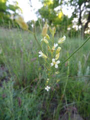 Sisymbrium polymorphum