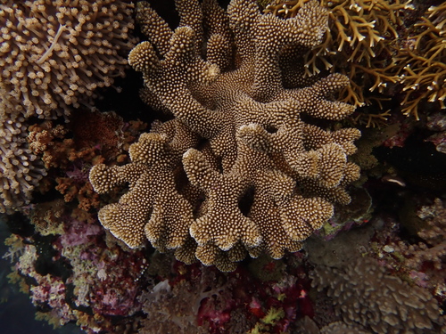 Pocillopora observed 2026-10-22