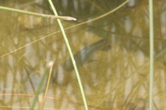 Cyprinodon macularius