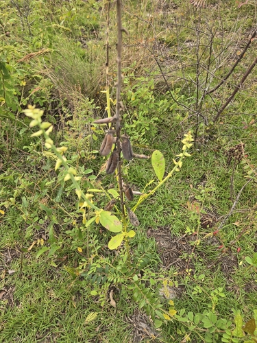 Crotalaria spectabilis observed 2026-10-24