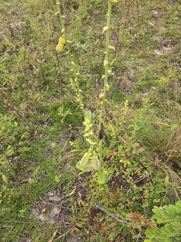 Crotalaria spectabilis observed 2026-10-24