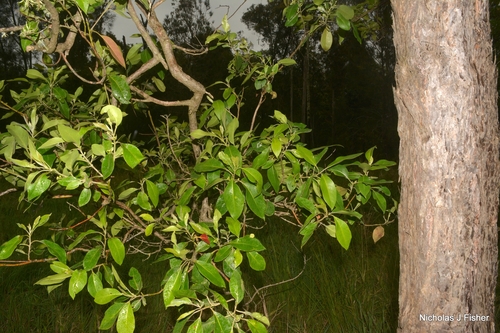 Lophostemon suaveolens observed 2026-10-20