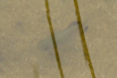 Cyprinodon macularius