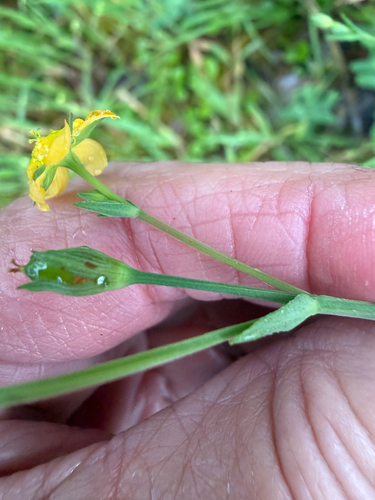 Hypericum gramineum observed 2026-10-25