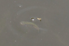 Cyprinodon macularius