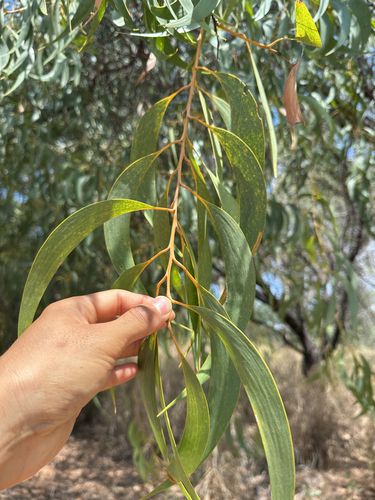 Acacia crassicarpa observed 2026-10-25
