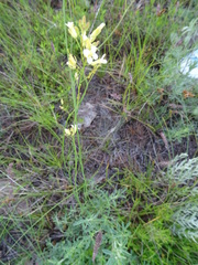 Sisymbrium polymorphum