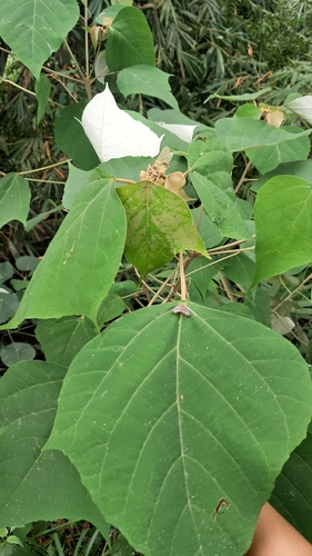 Mallotus paniculatus observed 2026-10-25