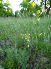 Sisymbrium polymorphum