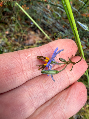 Dianella revoluta observed 2026-10-25