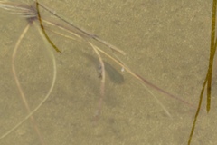 Cyprinodon macularius