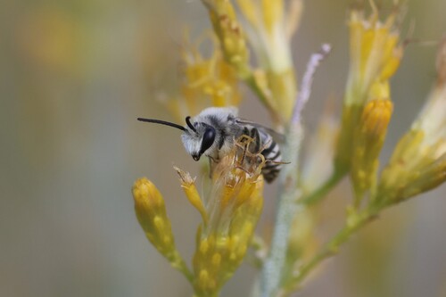 Tansy Mustard Sweat Bee