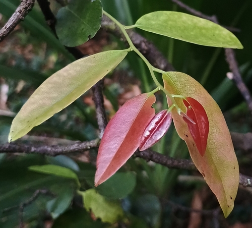 Diospyros sandwicensis observed 2026-10-24