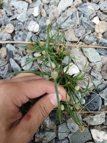 Kyllinga observed 2026-10-25