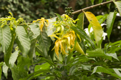 Cananga odorata