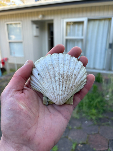 Pecten novaezelandiae observed 2026-10-22