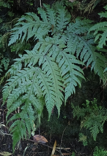Tectaria gaudichaudii observed 2026-10-24
