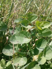 Aristolochia pallida