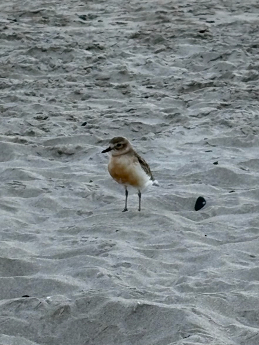 Charadrius obscurus observed 2026-10-22