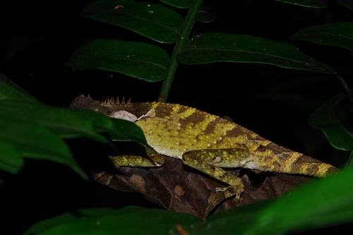 Acanthosaura, 2026-10-24