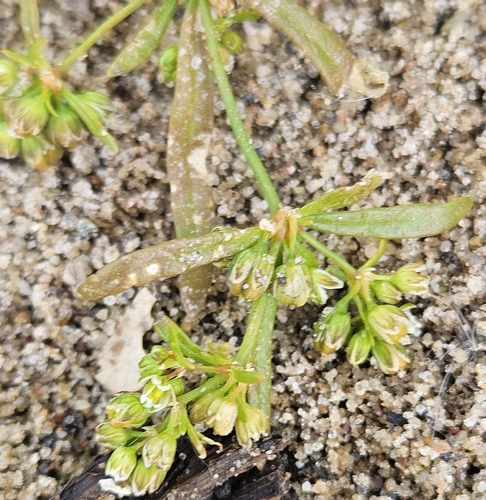 Pharnaceum observed 2026-10-24
