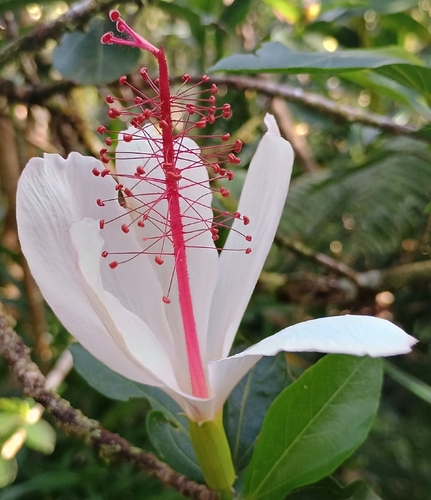 Hibiscus arnottianus observed 2026-10-24