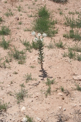Dimorphocarpa candicans