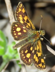Carterocephalus skada skada