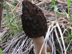 Morchella