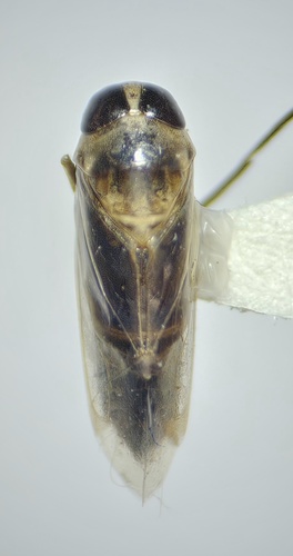 Anisopinae