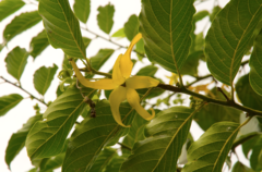 Cananga