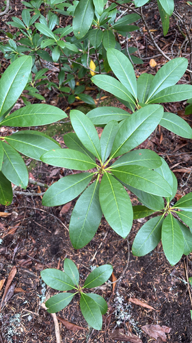 Rhododendron macrophyllum, 2026-10-19