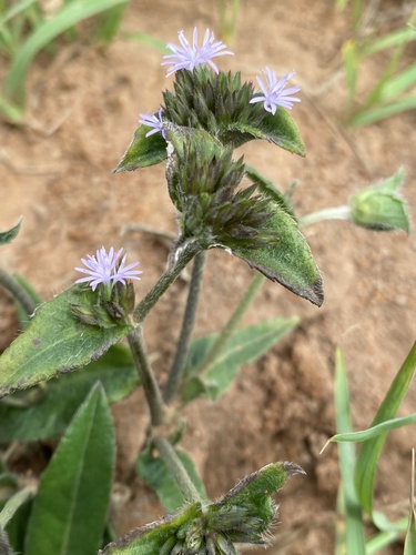 Elephantopus scaber observed 2026-10-25