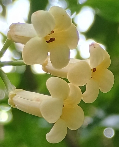 Pittosporum glabrum observed 2026-10-24