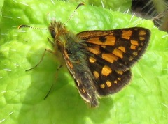 Carterocephalus skada skada