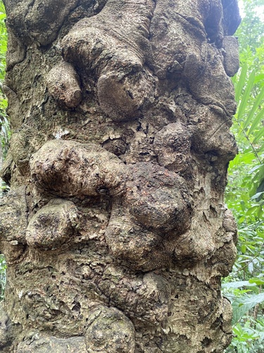 Bischofia javanica observed 2026-10-25