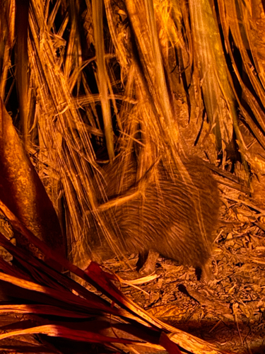 Apteryx australis observed 2026-10-22