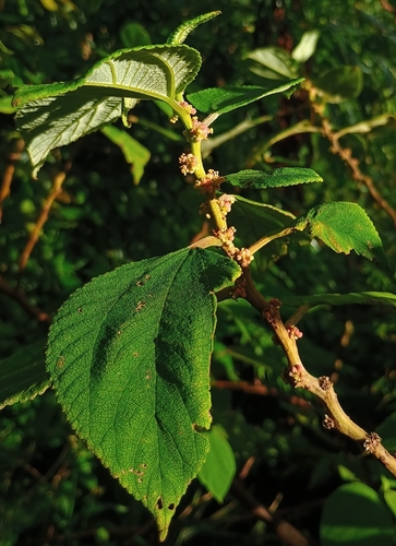 Pipturus albidus, 2026-10-24