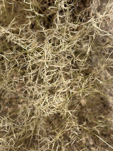Bouteloua aristidoides, 2026-10-24