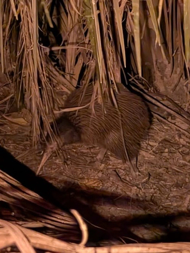 Apteryx australis observed 2026-10-23