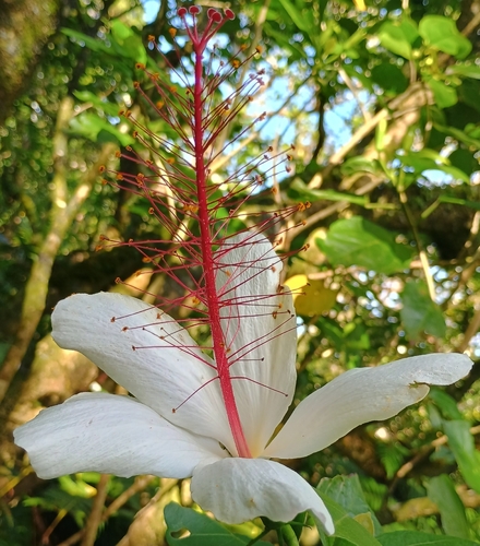 Hibiscus arnottianus observed 2026-10-24