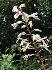 Alpinia formosana