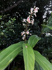 Alpinia formosana