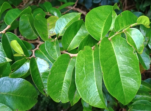 Antidesma platyphyllum observed 2026-10-24