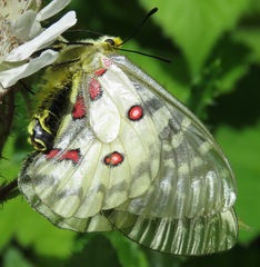 Parnassius clodius claudianus