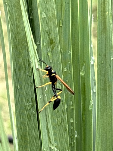 Yellow-legged Mud-dauber Wasp