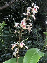 Alpinia formosana
