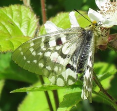 Parnassius clodius claudianus