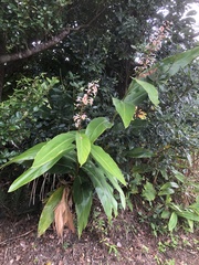Alpinia formosana